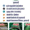 user7293552032083