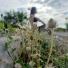 bearecilla