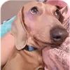 WEEMAN. THE DACHSHUND