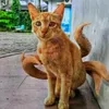 farischanel128