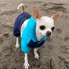 Rocky chihuahua iquiqueño