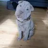 cairothesharpei