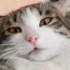 saxarok_781