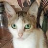 animalista7