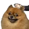 pichibear