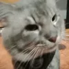aaaaaaaaanaia_