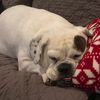 bulldoover7