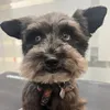 brunatheminie