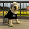 Ollie The Old English Sheepdog