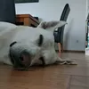 malcys