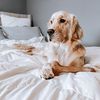 moseythegolden
