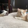 molly_and_loui
