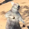 naju_taylorsversion