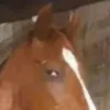 cavalodesconfiado