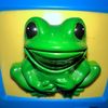 Frog Radio 🎙️🐸