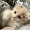 yan_4ik55