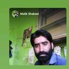 maliksaraiki3