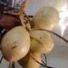 damarkanginan43