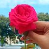 samiulislamsami446