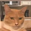 sigmacatlooksmaxing