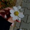 saraesaam365