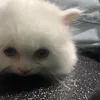 meiiiii127