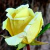 yellowrose_mwa