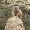 boobearish