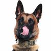 rios_malinois