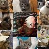 crazy_cat_ladie