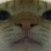 pipocaquinh