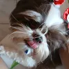 melisona_melizao