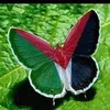 somialami5