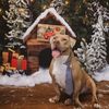danetherescuebully