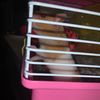 pepper_the.hamsterr