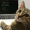 percy_the_cat69