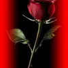 user9391467052817