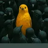curiozite1