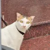 laanhh_9422