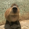 jadsancho_capybara