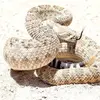 diamondrattlesnake