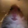 charli_has_no__talent_