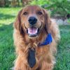Buddy Tormund Bachmann
