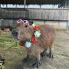 capybaraspullup1