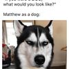 mattq504