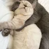 gataubingung0