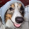 mamba_theaussie