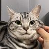 catfamily.m