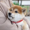 shiba_xiaolongbao