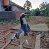 bolungmerpati
